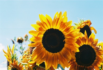 Photo of sunflower.